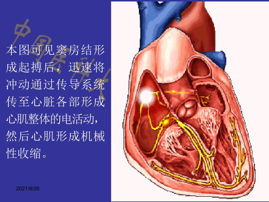 心电图的形成原理-课件PPT_第3页