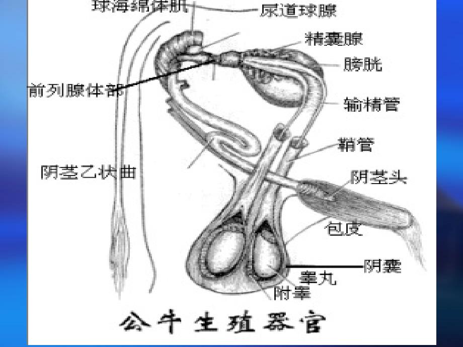 动物生殖器官及生理功能_第4页