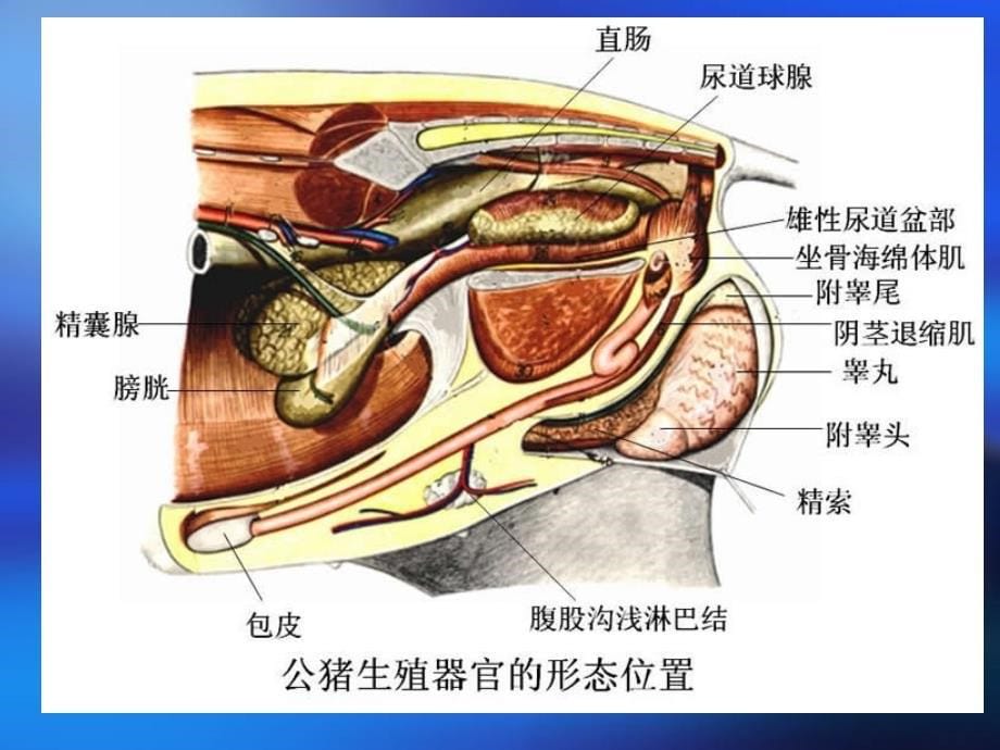 动物生殖器官及生理功能_第5页