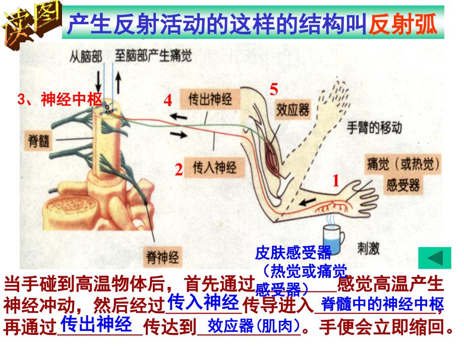 3.3神经调节2_第4页