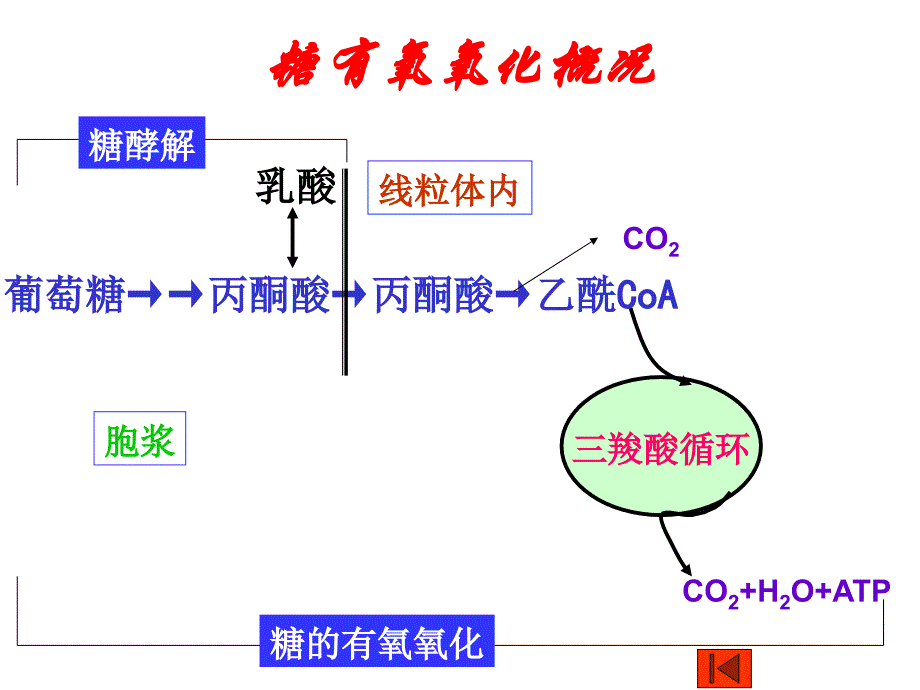 03第03章3节有氧分解与三羧酸循环_第4页