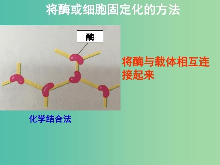 高中生物 固定化酶与细胞课件 苏教版选修1.ppt_第5页