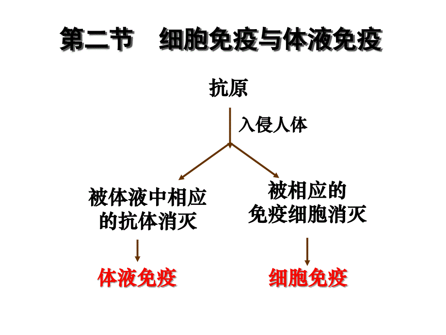 第二节体液免疫和细胞免疫_第2页