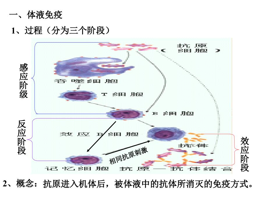 第二节体液免疫和细胞免疫_第3页