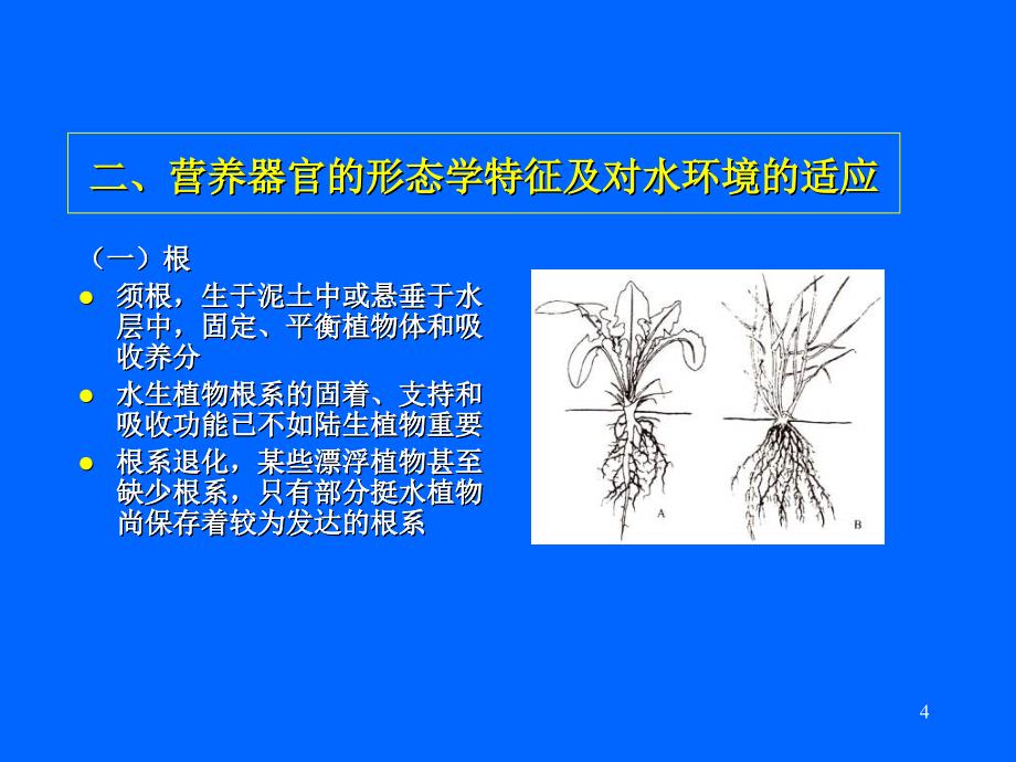 水生大型植物水生维管束植物_第4页