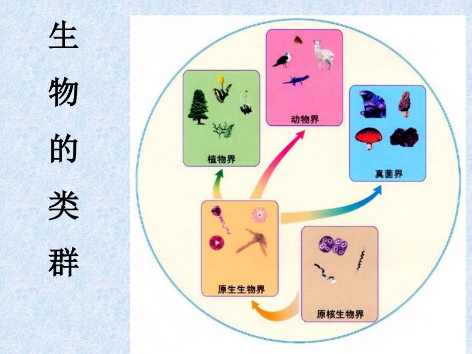 北京101中学生物组内部PPt课件——01微生物的类型_第2页