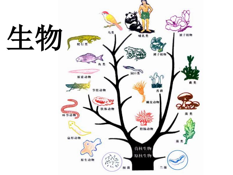 高中生物必修一第一章第一节从生物圈到细胞1_第1页