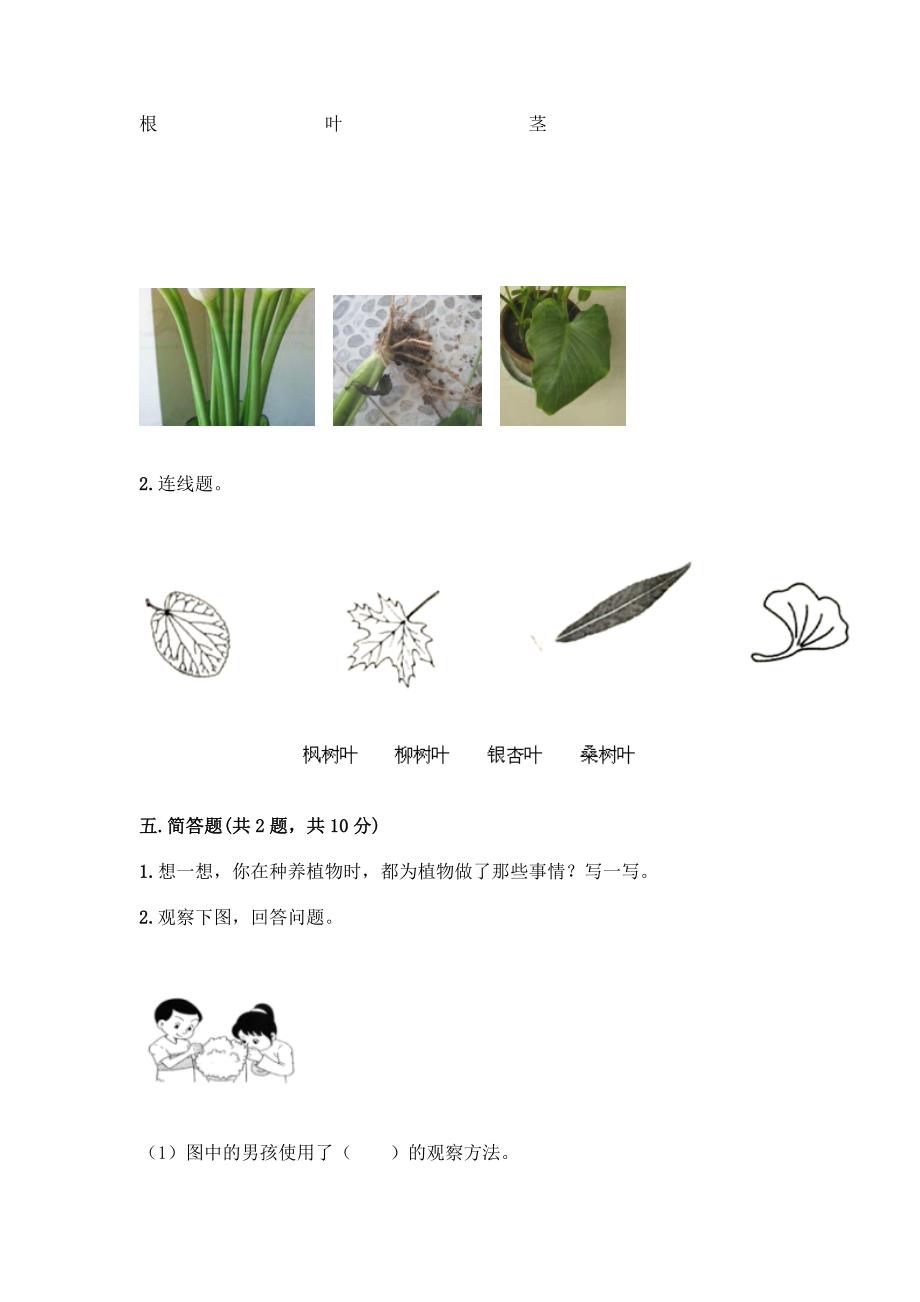 教科版科学一年级上册第一单元《植物》测试卷-精品(网校专用).docx_第3页