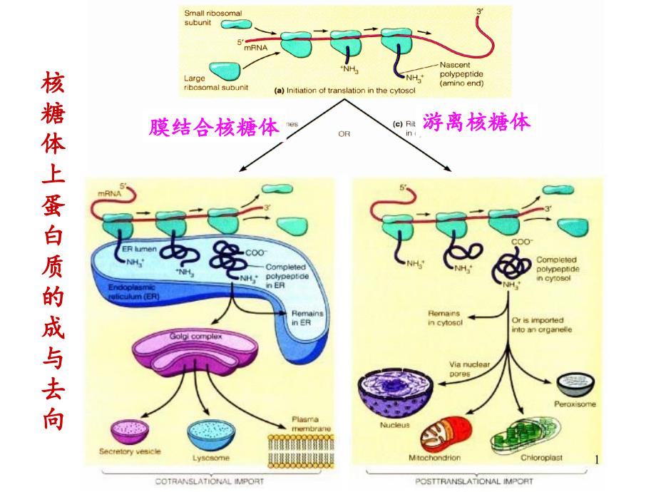 细胞内蛋白质的分选和运输细胞生物学文档资料_第1页