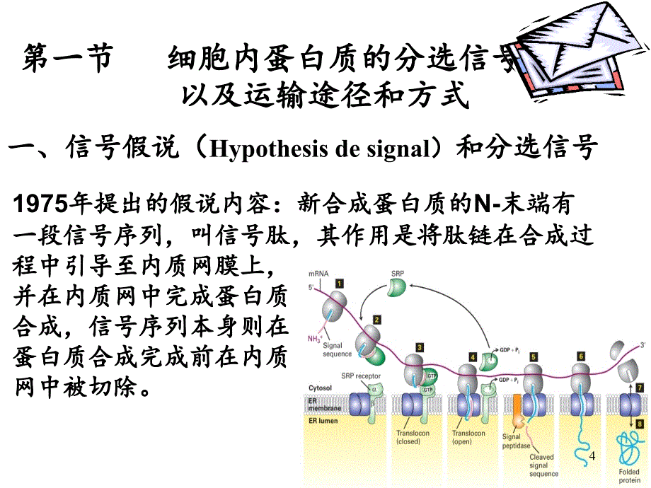 细胞内蛋白质的分选和运输细胞生物学文档资料_第4页