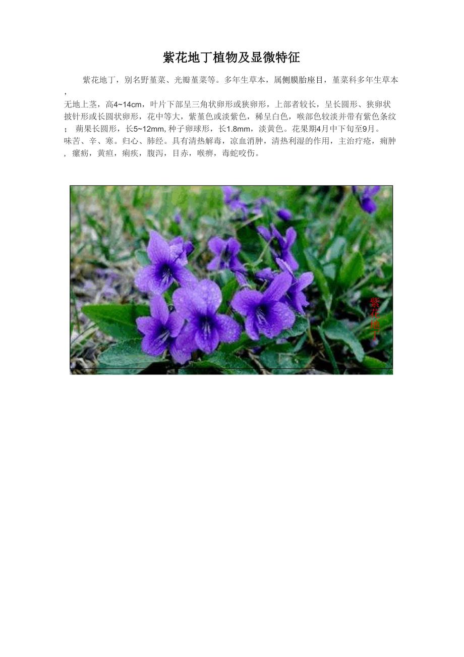 紫花地丁植物以及显微特征_第1页