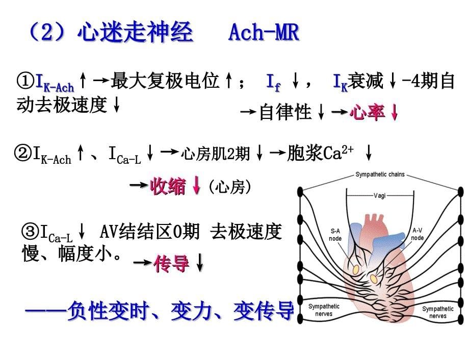 本6W.12循环生理学_第5页