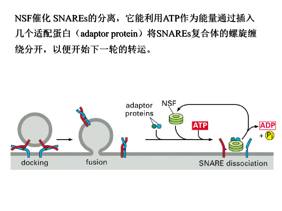 细胞质基质与 细胞内膜系统_第3页