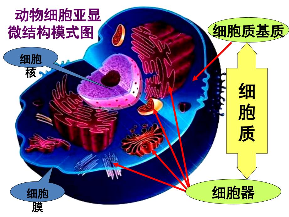 人教版教学课件生物精华课件细胞器系统内的分工合作课件_第3页