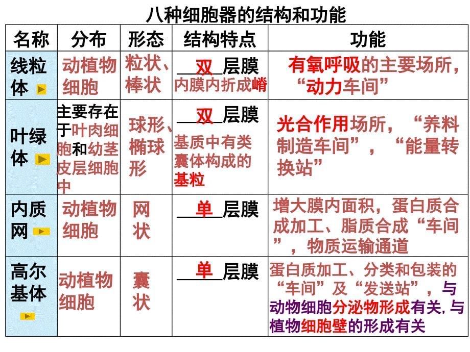 人教版教学课件生物精华课件细胞器系统内的分工合作课件_第5页