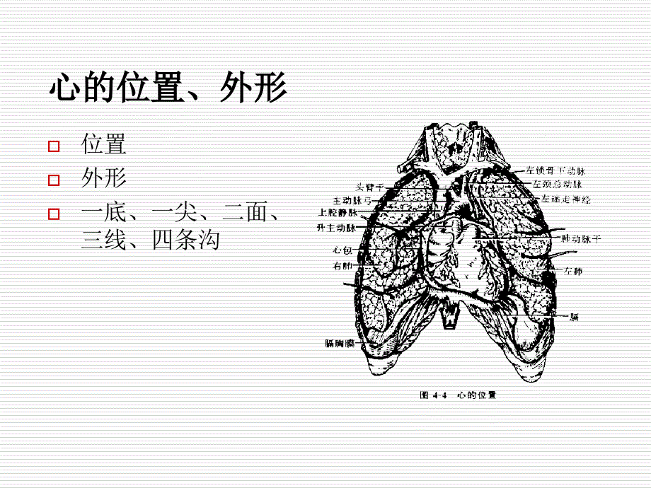 最新心血管系统的解剖PPT课件_第2页