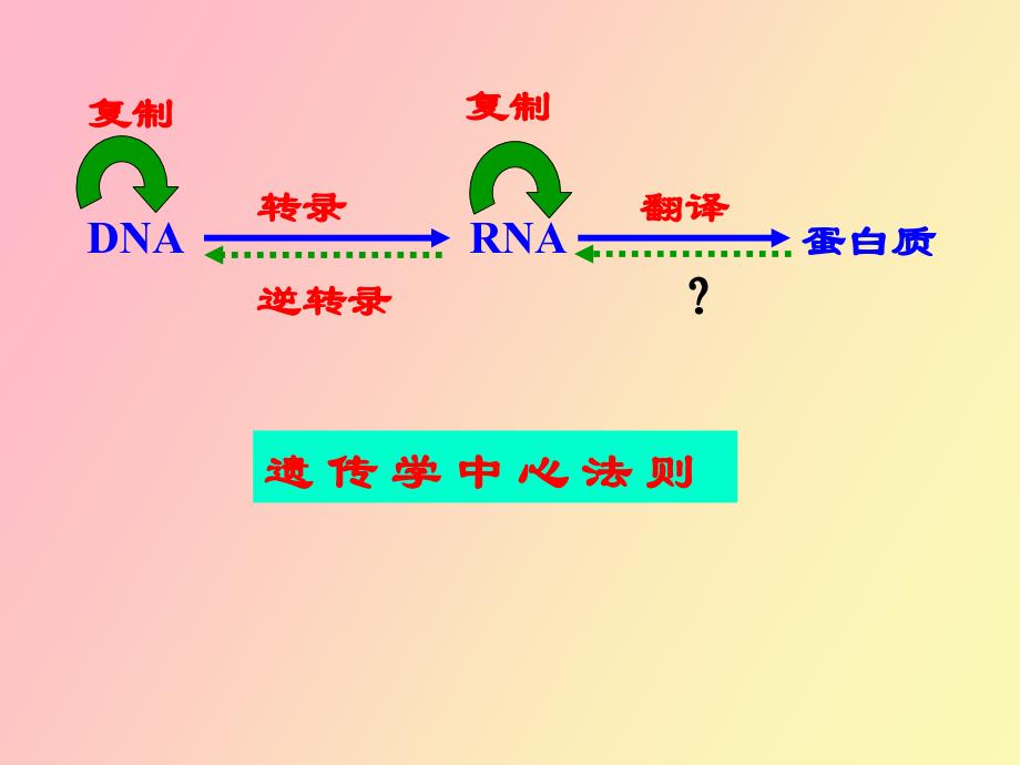 真核基因与基因组_第2页