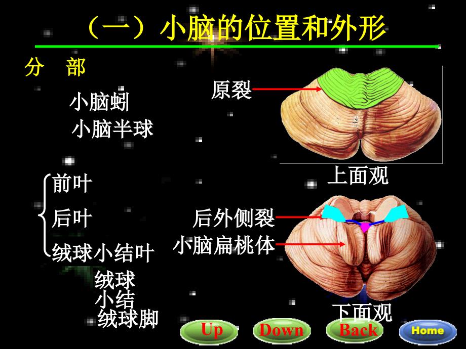 22小脑间脑文档资料_第2页