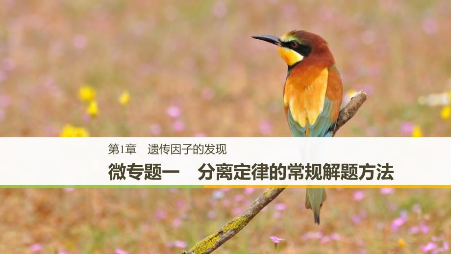 粤渝冀辽苏皖闽鄂湘津京鲁琼专用高中生物第1章遗传因子的发现微专题一分离定律的常规解题方法课件新人教版必修2_第1页