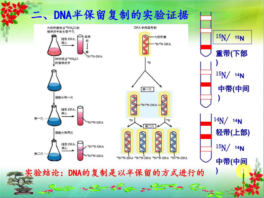 DNA的复制动画_第3页