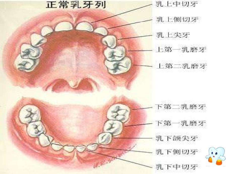 预防龋齿课件_第4页