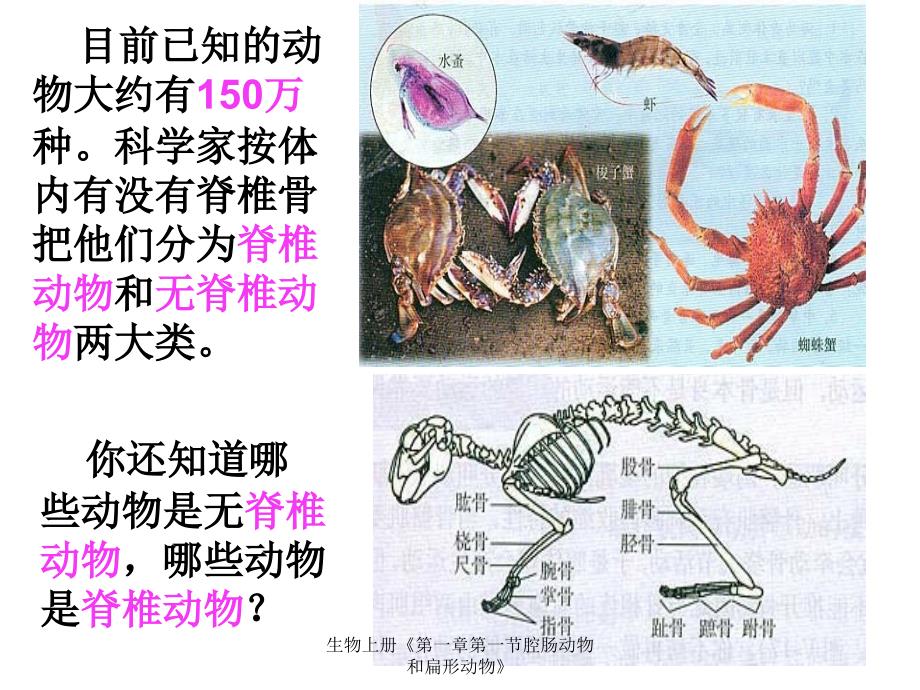 生物上册第一章第一节腔肠动物和扁形动物课件_第2页