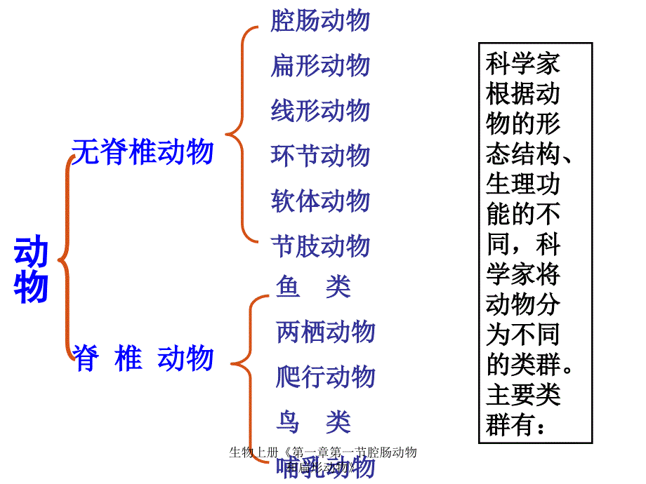 生物上册第一章第一节腔肠动物和扁形动物课件_第3页