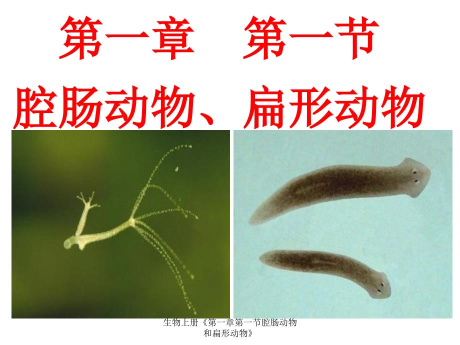 生物上册第一章第一节腔肠动物和扁形动物课件_第4页