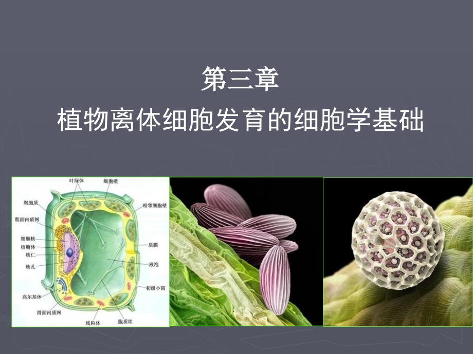 植物细胞工程课程2_第1页