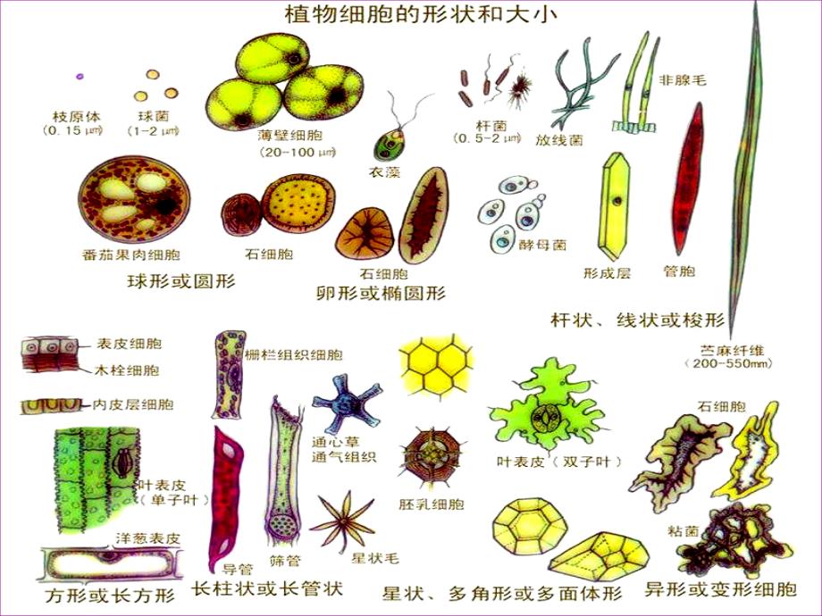 植物细胞工程课程2_第2页