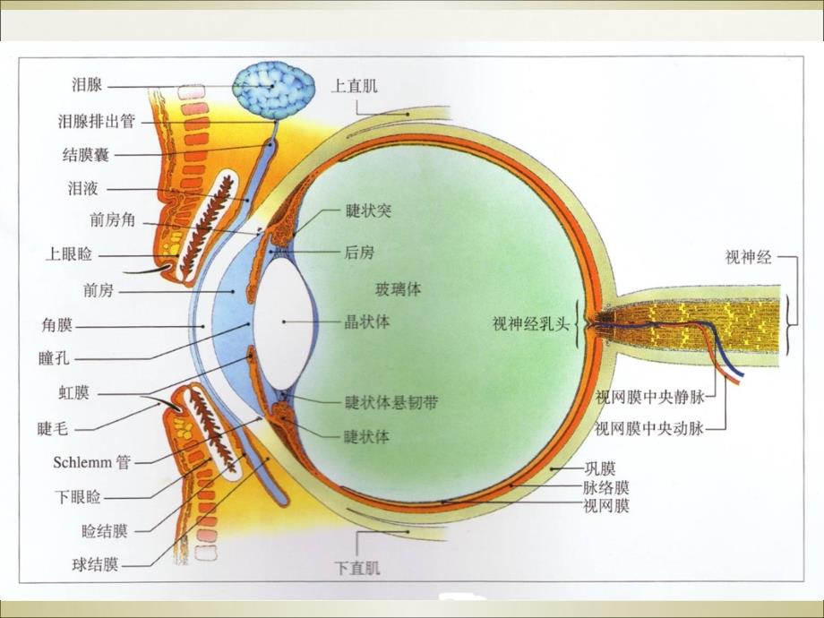 白内障护理查房PPT课件_第4页