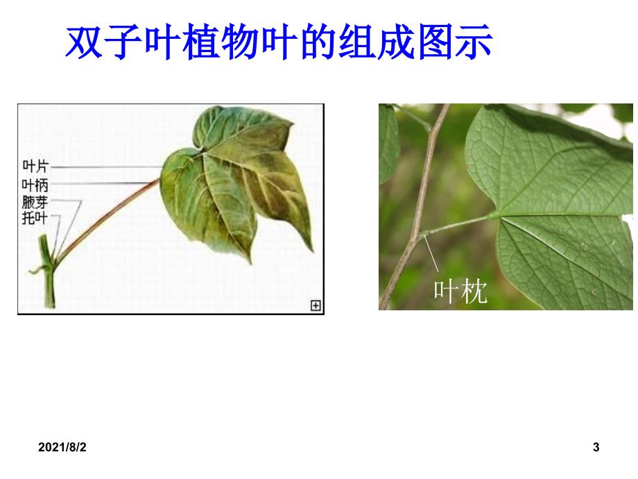 植物学第4节叶的形态幻灯片_第3页