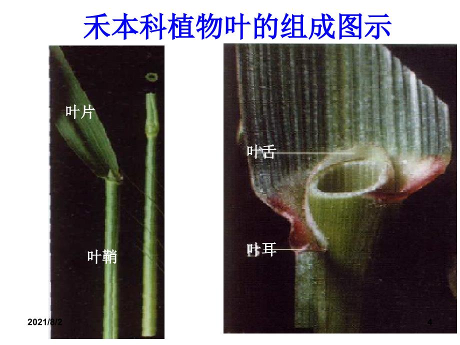 植物学第4节叶的形态幻灯片_第4页