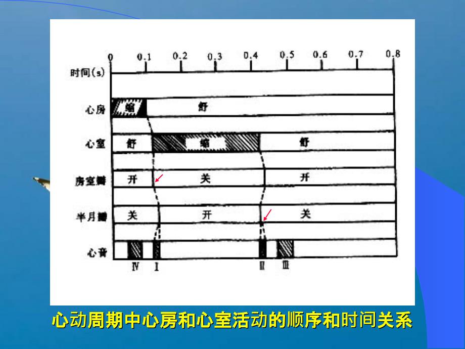 精品血液循环ppt课件_第3页