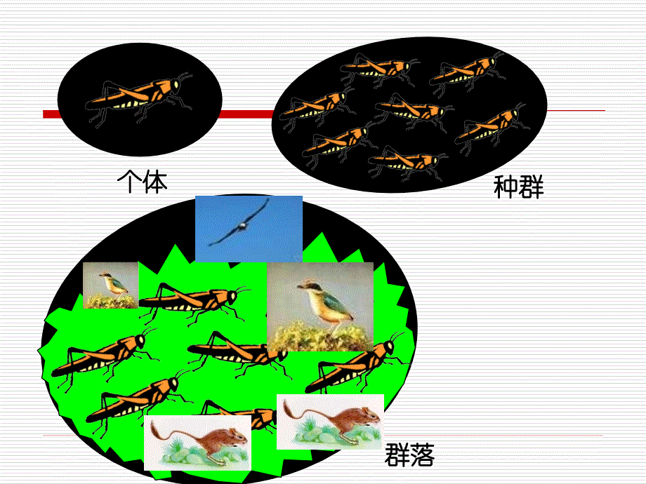 1126第5章第1节生态系统的结构_第2页