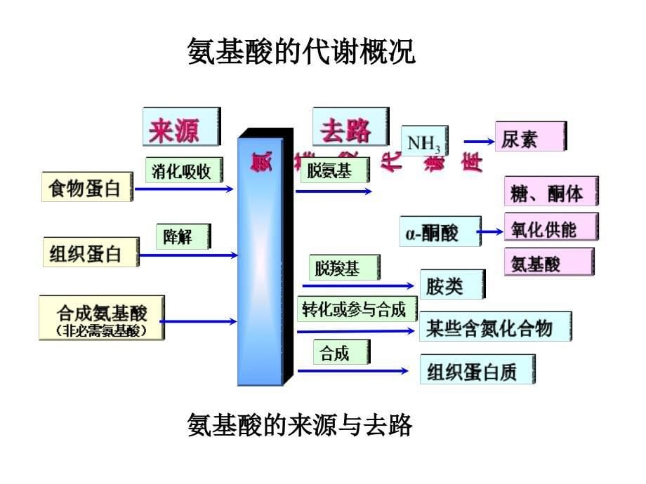 第八章蛋白质代谢_第5页