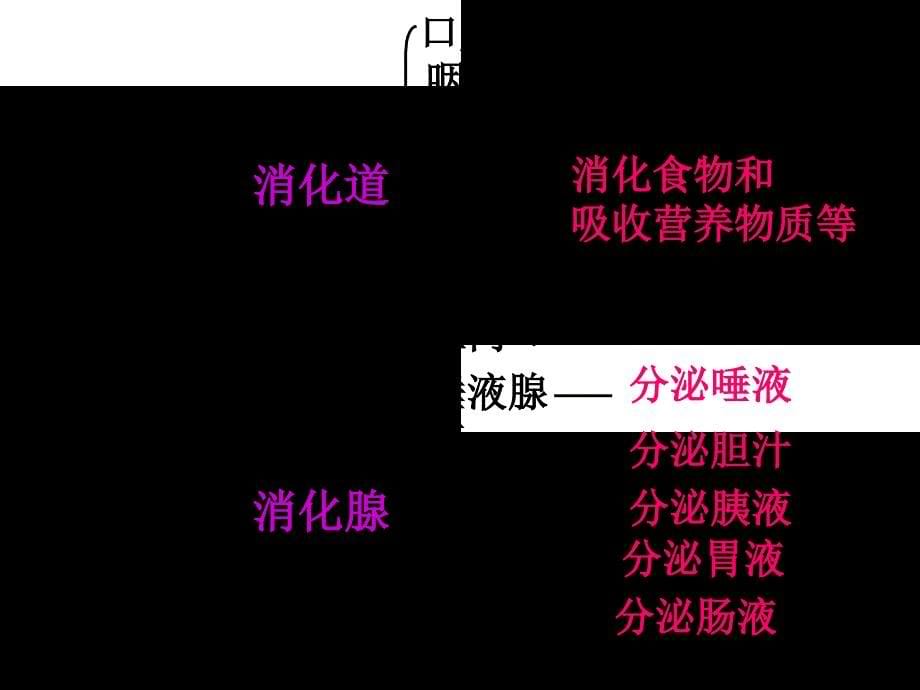 最新六年级科学上册第二章第2课食物在人体内的旅行课件2新人教版新人教级上册自然科学课件_第5页