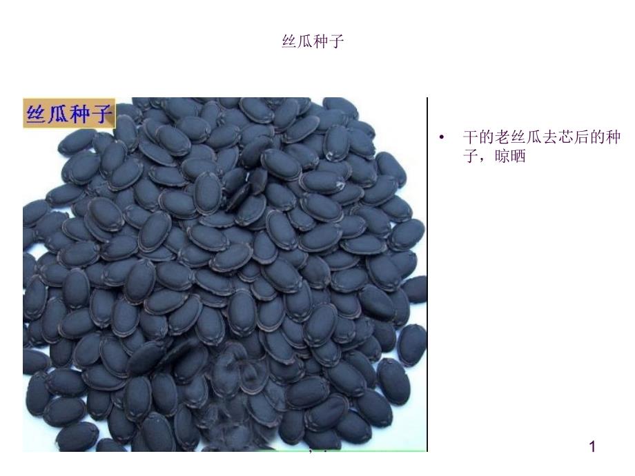 丝瓜生长过程ppt课件_第1页