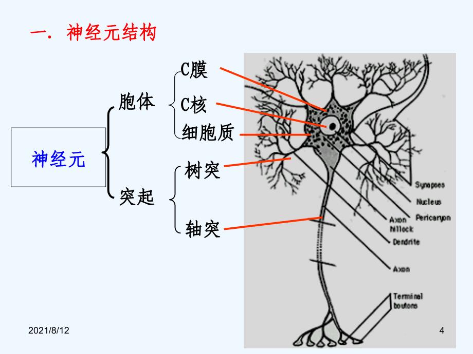 神经组织讲座_第4页