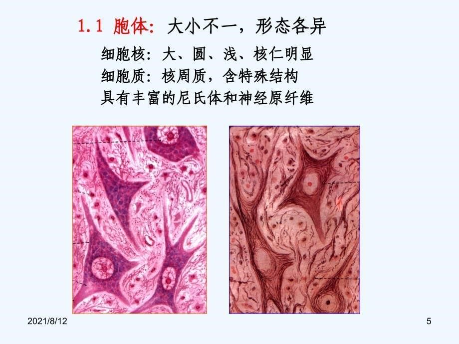 神经组织讲座_第5页