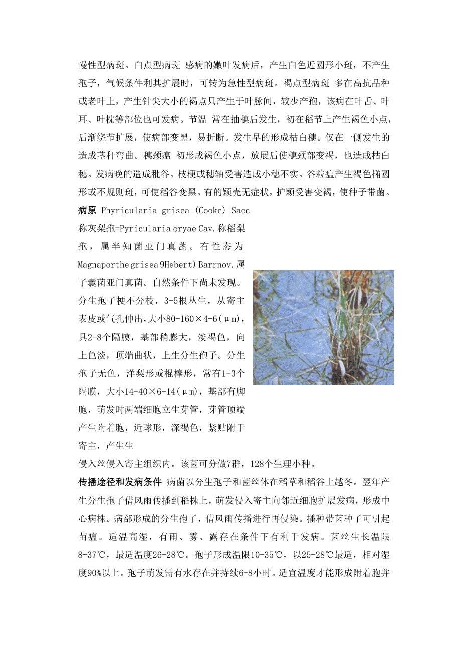 水稻一生主要病害全解.doc_第5页