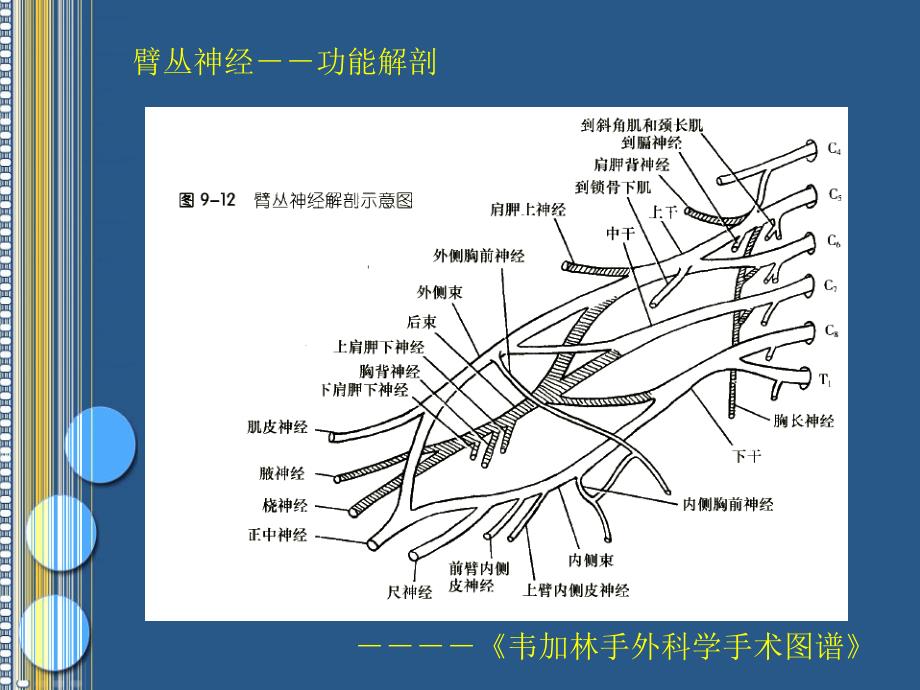 臂丛神经损伤的诊断_第2页