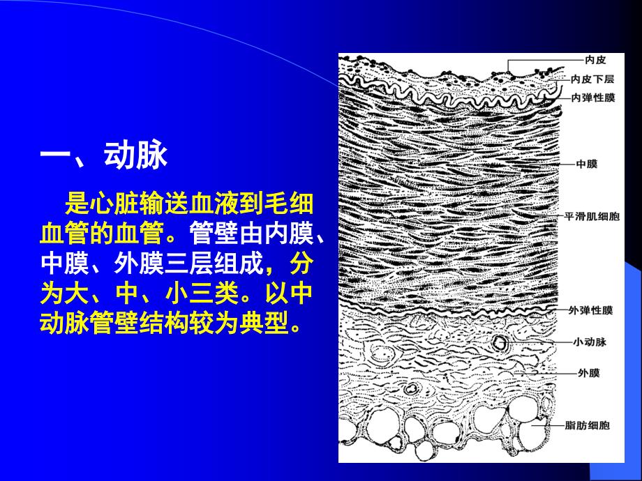 第七-八章循环-皮肤及其附属结构系统与皮肤_第4页