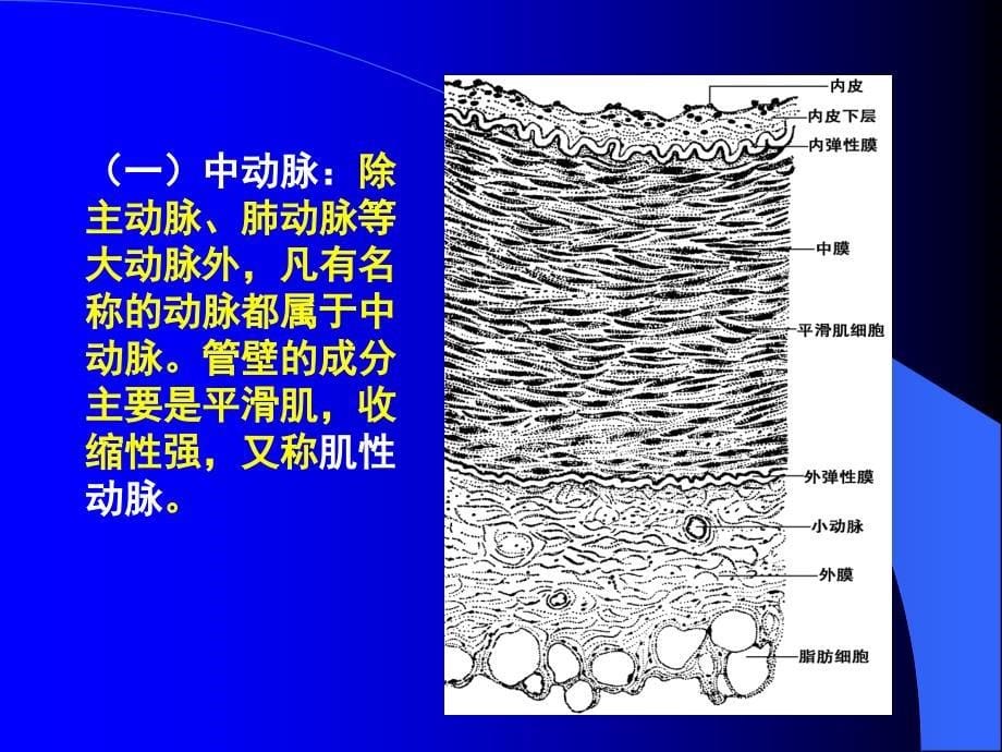 第七-八章循环-皮肤及其附属结构系统与皮肤_第5页