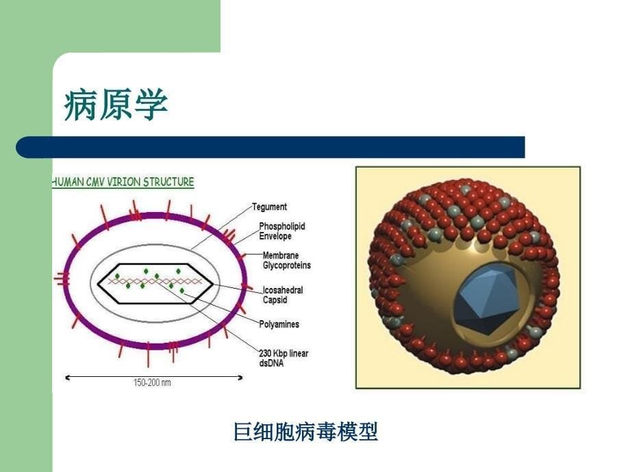 传染第八版配套课件病毒巨细胞病毒感染讲义_第5页