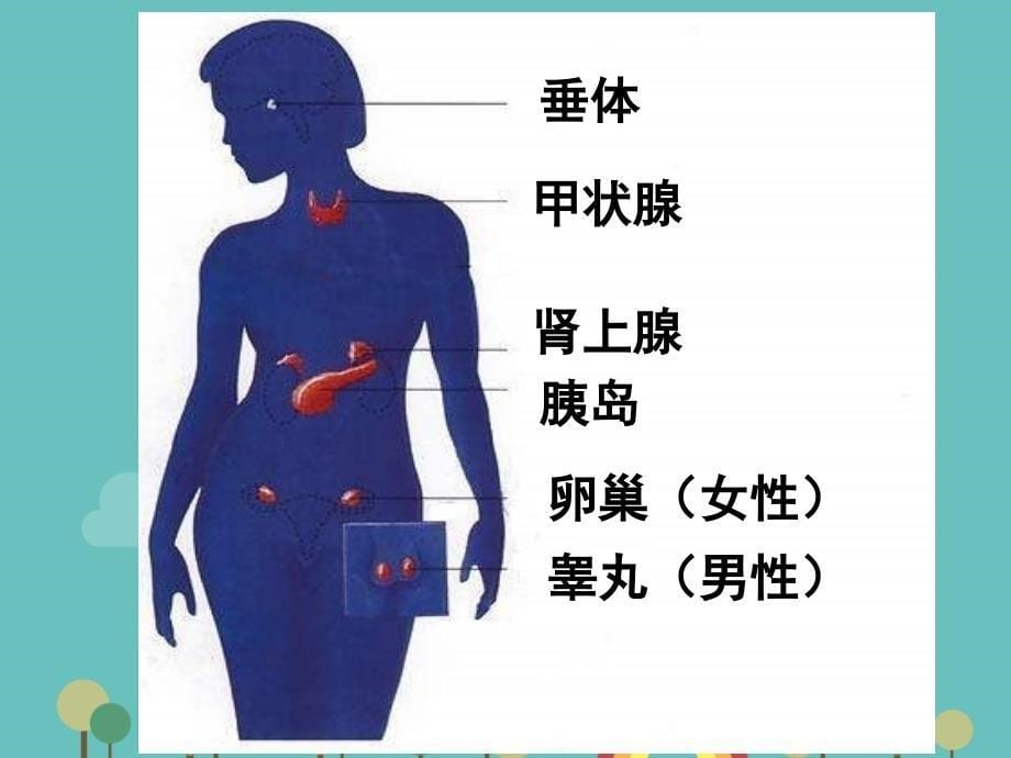 七年级下册生物《激素调节》_第5页