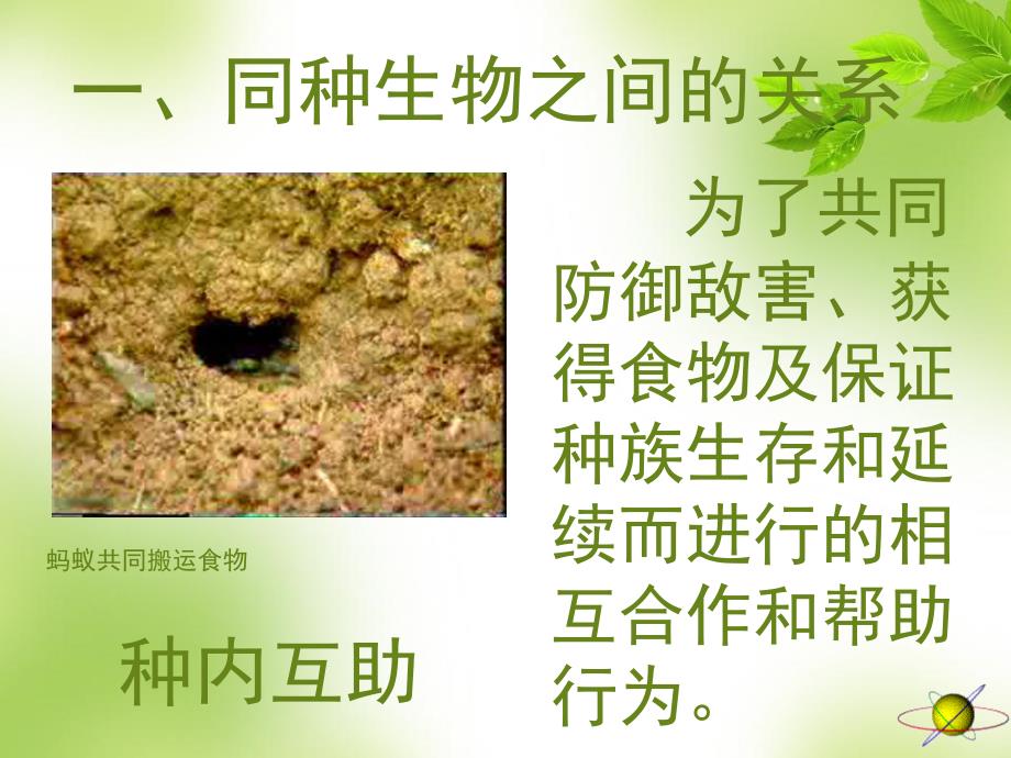 生物因素对生物的影响PPT课件02_第4页