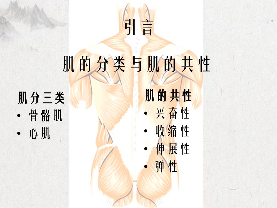 肌的生物学基础课件_第1页