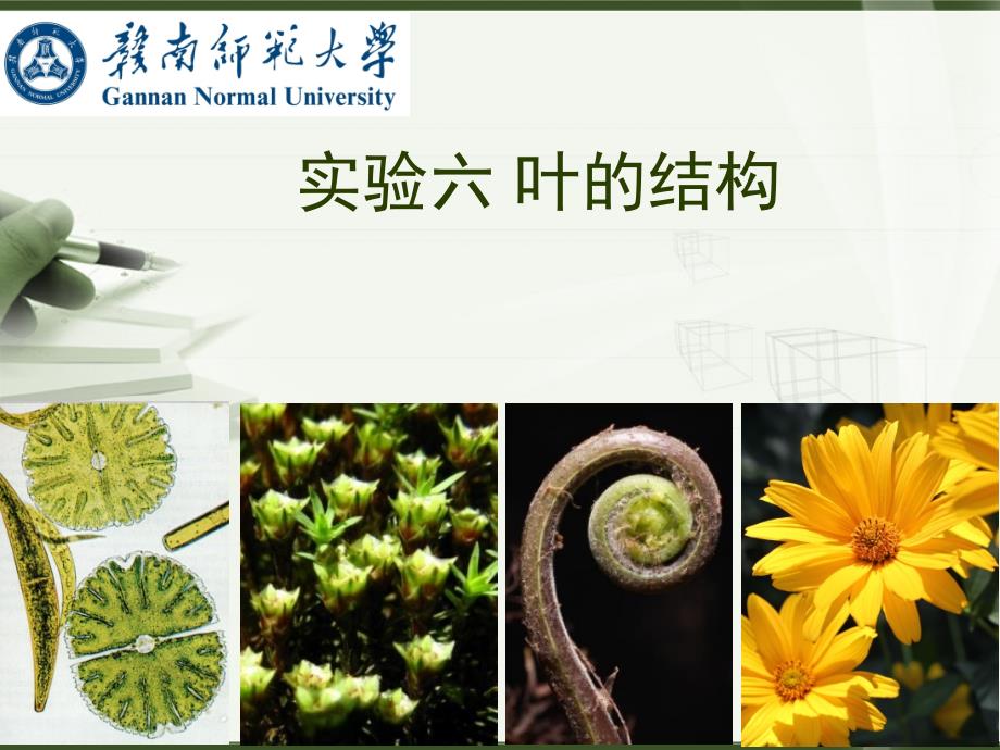 植物学（上）：实验六 叶的结构_第1页