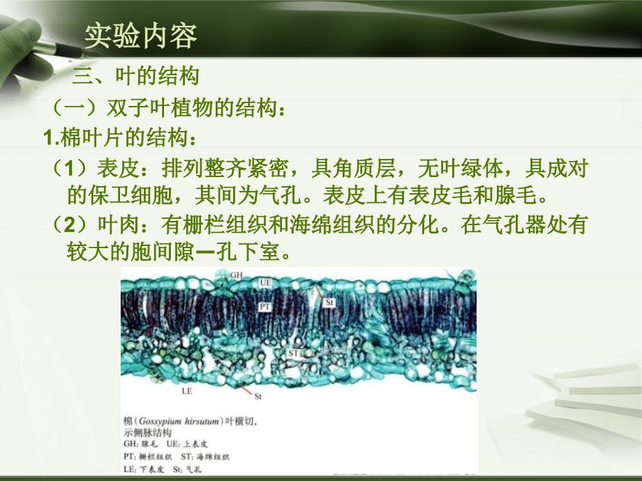 植物学（上）：实验六 叶的结构_第4页